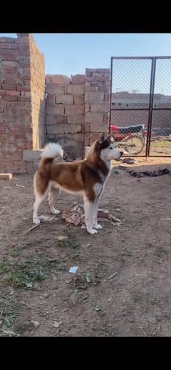 Husky Male