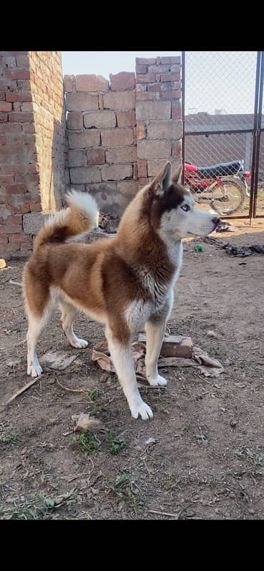 Husky Male 2