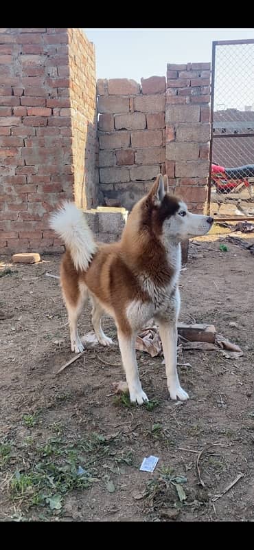 Husky Male 3