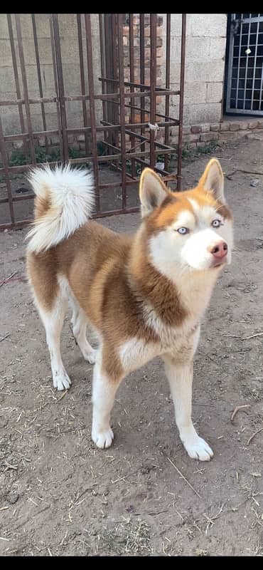 Husky Male 1