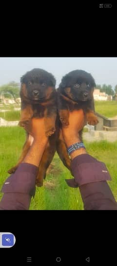 German Shepherd pair for sale / German Shepherd papies for sale