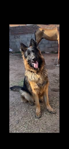 Pedigree German shepherd Female