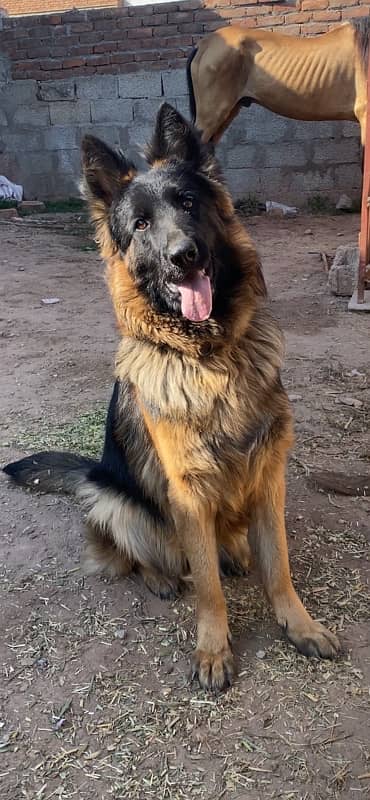 German shepherd Female 1