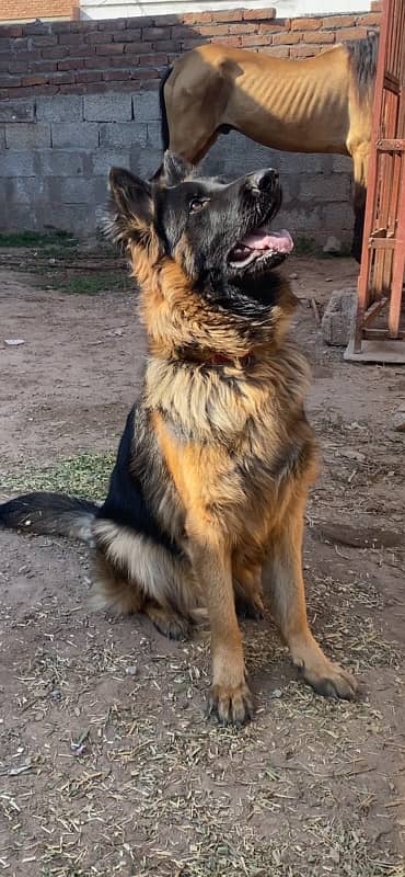 German shepherd Female 2