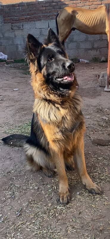 German shepherd Female 4