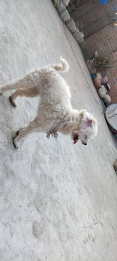 terrier poodle Male female available for sale