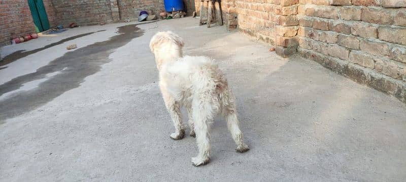 terrier poodle Male female available for sale 1