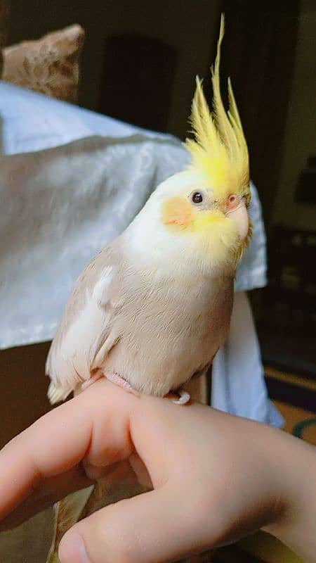 tamed cockatiel (red eyes) 1