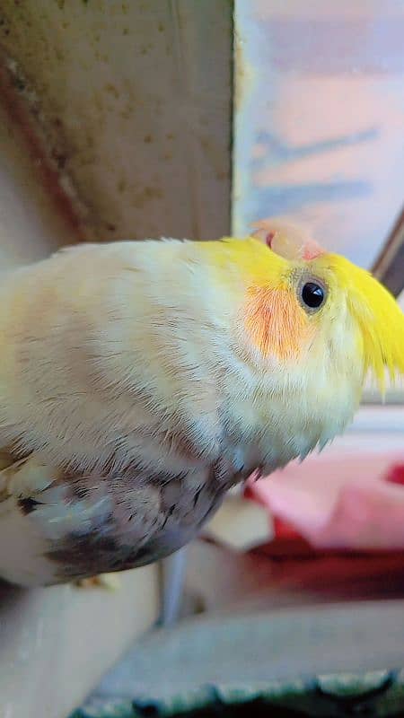 tamed cockatiel (red eyes) 2