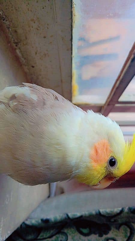 tamed cockatiel (red eyes) 3