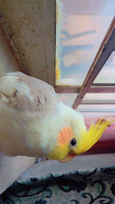 tamed cockatiel (red eyes) 4