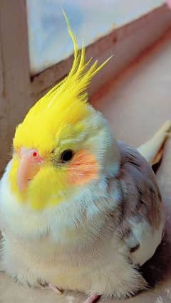 tamed cockatiel (red eyes)