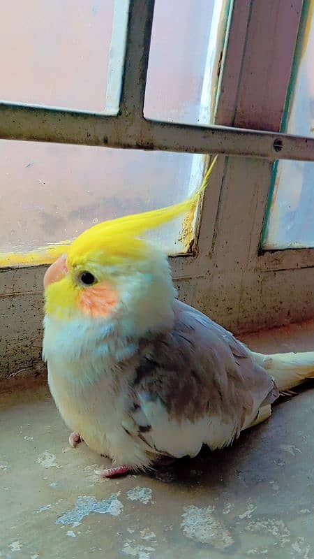 tamed cockatiel (red eyes) 6