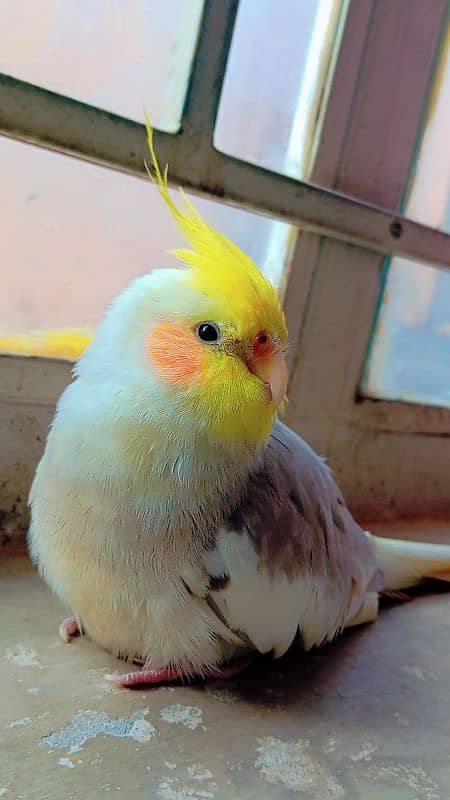 tamed cockatiel (red eyes) 7