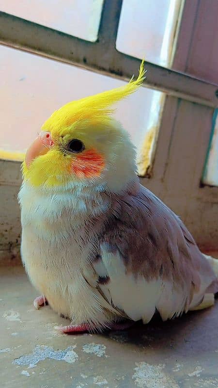 tamed cockatiel (red eyes) 8