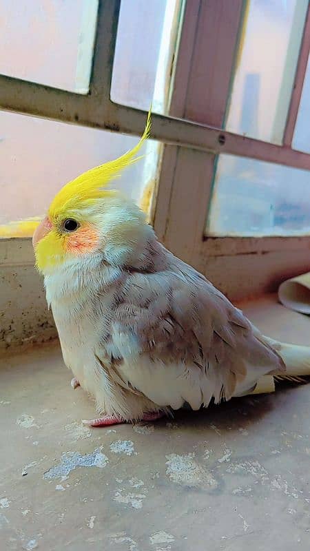 tamed cockatiel (red eyes) 10