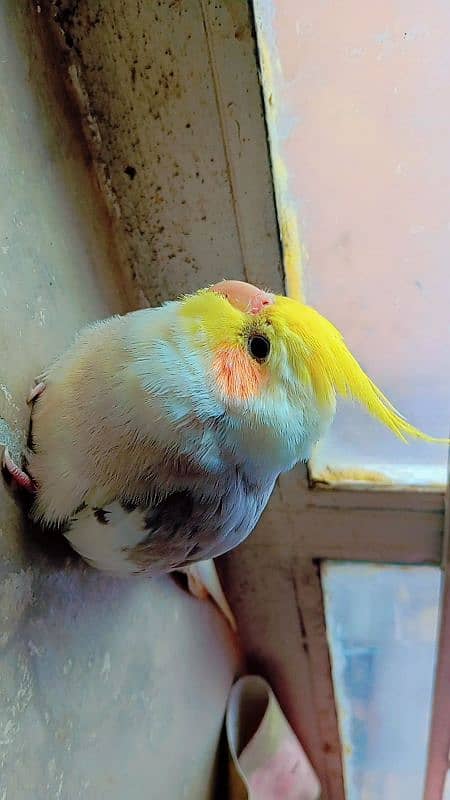 tamed cockatiel (red eyes) 12