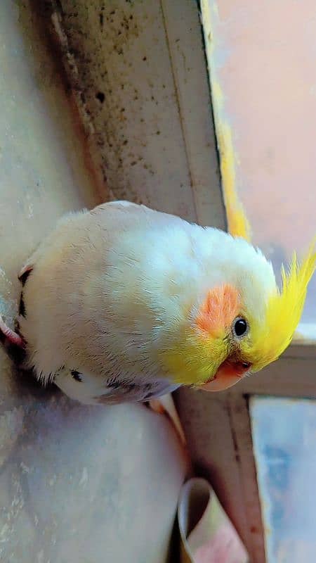 tamed cockatiel (red eyes) 13