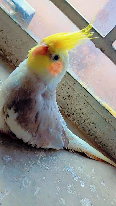 tamed cockatiel (red eyes) 14