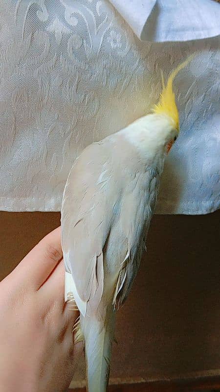 tamed cockatiel (red eyes) 15