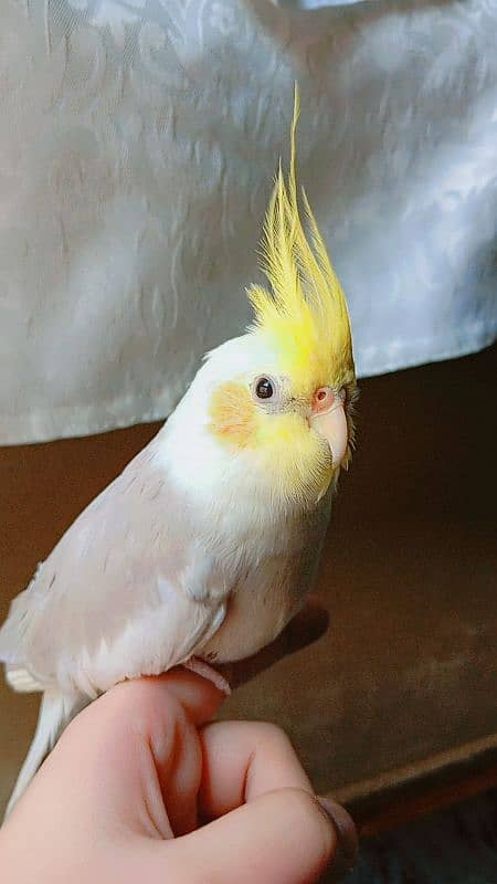 tamed cockatiel (red eyes) 16