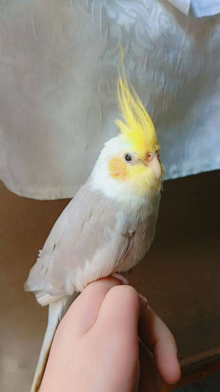 tamed cockatiel (red eyes) 17