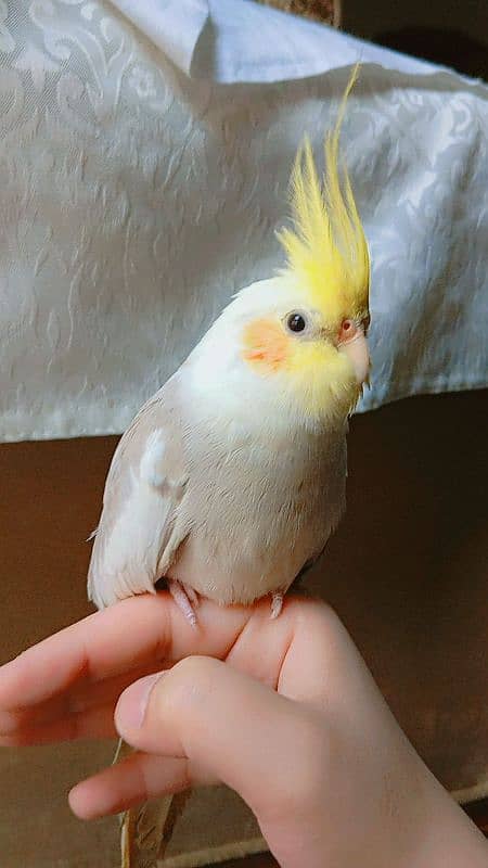 tamed cockatiel (red eyes) 18