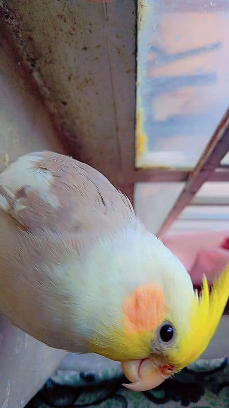 tamed cockatiel (red eyes) 19