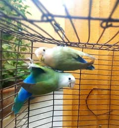 lovebird