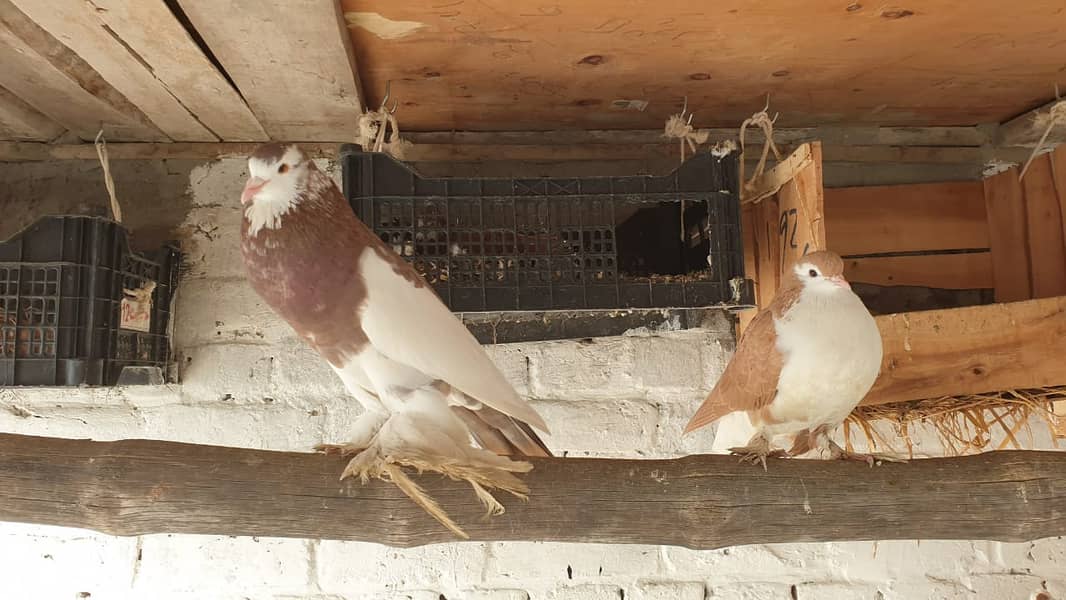 Fancy Pigeons for Sale (Pouter, Chua Chandan, Lakky, Sentinent etc) 2