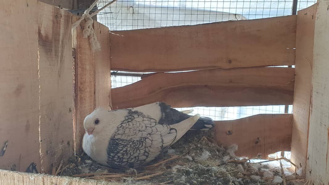 Fancy Pigeons for Sale (Pouter, Chua Chandan, Lakky, Sentinent etc) 5