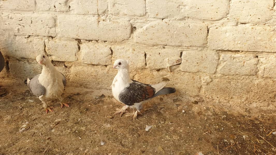 Fancy Pigeons for Sale (Pouter, Chua Chandan, Lakky, Sentinent etc) 6