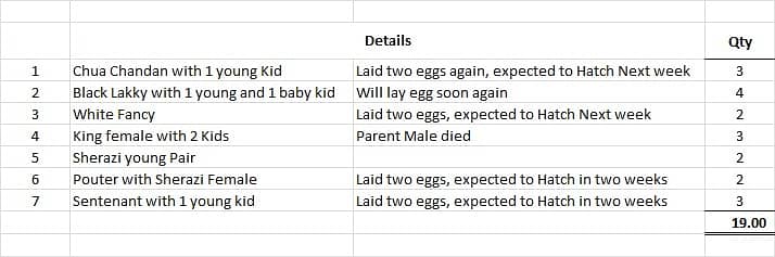 Fancy Pigeons for Sale (Pouter, Chua Chandan, Lakky, Sentinent etc) 12