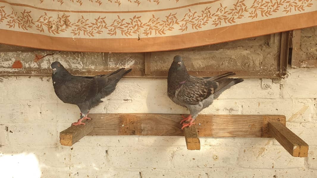 Fancy Pigeons for Sale (Pouter, Chua Chandan, Lakky, Sentinent etc) 10