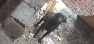 Black Labrador Female