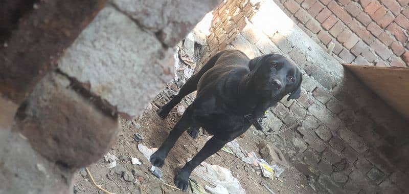 Black Labrador Female 1