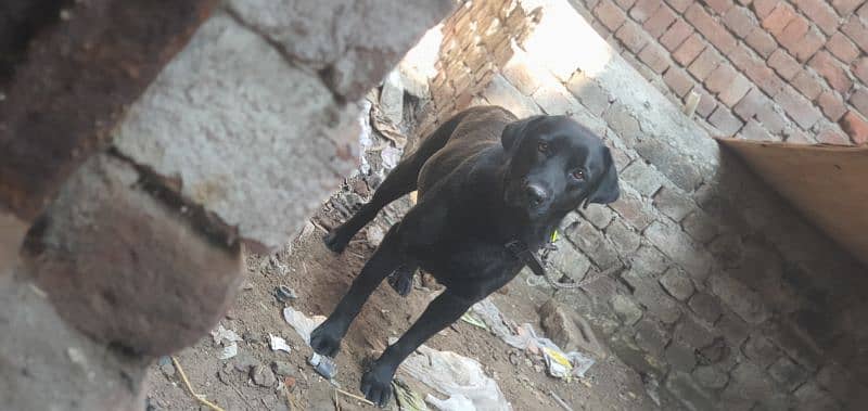 Black Labrador Female 8