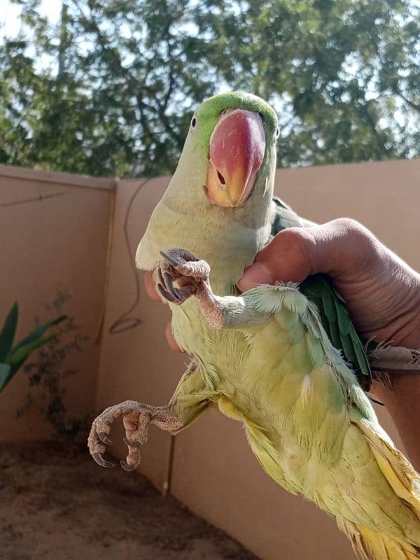 kashmiri pahari talking parrot 1