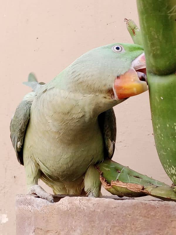 kashmiri pahari talking parrot 2