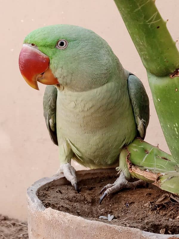 kashmiri pahari talking parrot 3