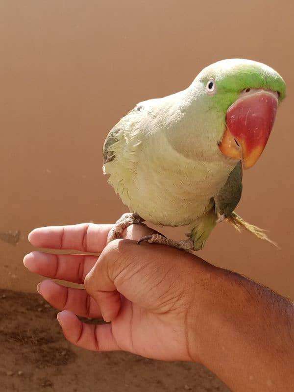 kashmiri pahari talking parrot 5