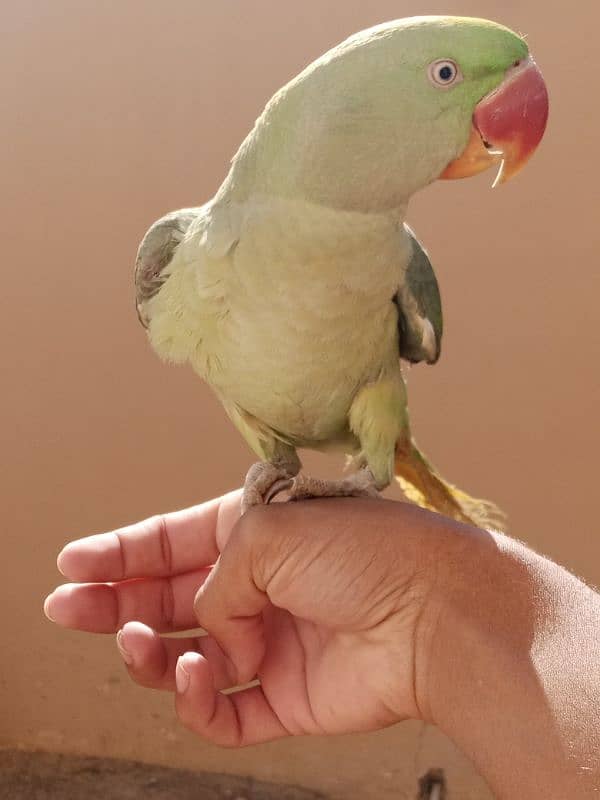 kashmiri pahari talking parrot 6