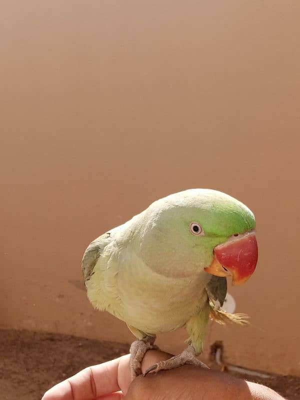 kashmiri pahari talking parrot 7