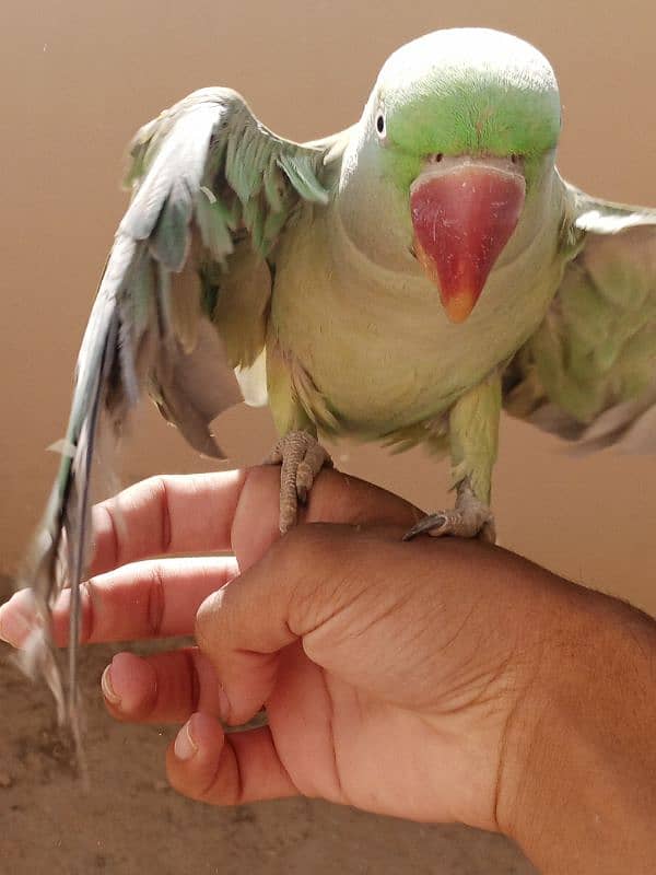 kashmiri pahari talking parrot 9