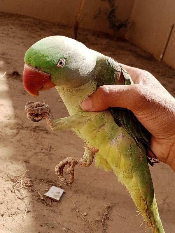 kashmiri pahari talking parrot 11