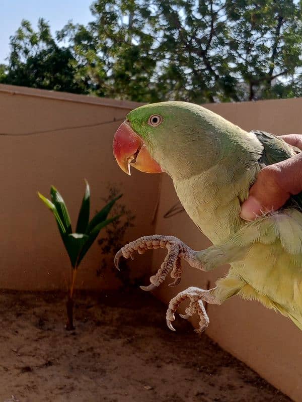 kashmiri pahari talking parrot 13