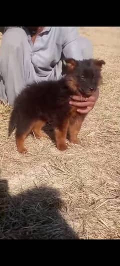 German Shepherd male for sale