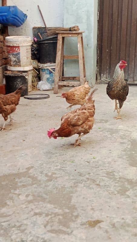 Desi murgha, 3 golden misri hens 03000674152 0