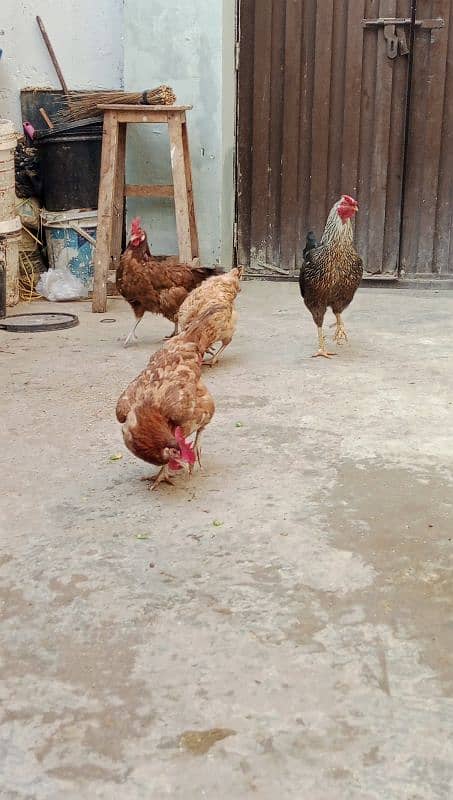 Desi murgha, 3 golden misri hens 03000674152 1