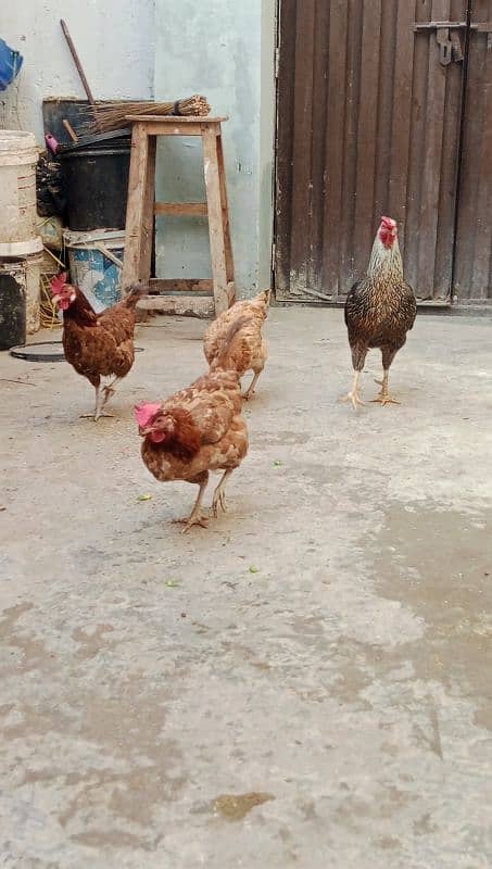 Desi murgha, 3 golden misri hens 03000674152 2